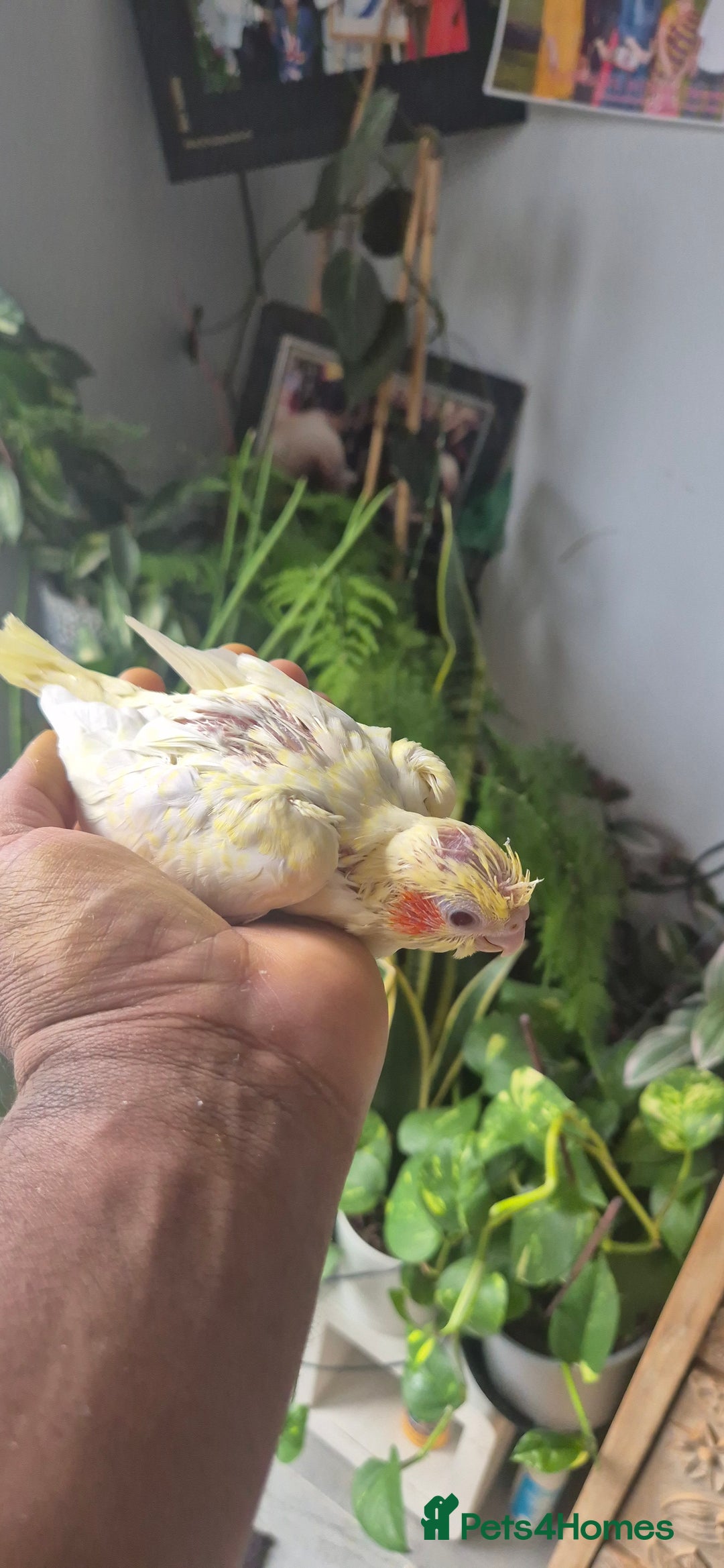 Cockatiels birds for sale: Lovely birds babyies - Image 5