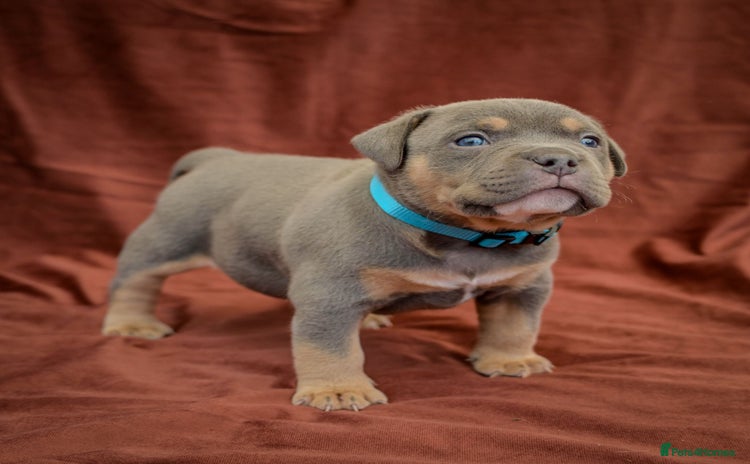 American Bully dogs for sale in Birmingham - Advert 5
