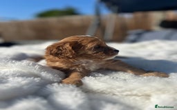 Cavapoo dogs for sale: ⭐️ Black & Tan Female Toy Cavapoo ⭐️ - Image 19