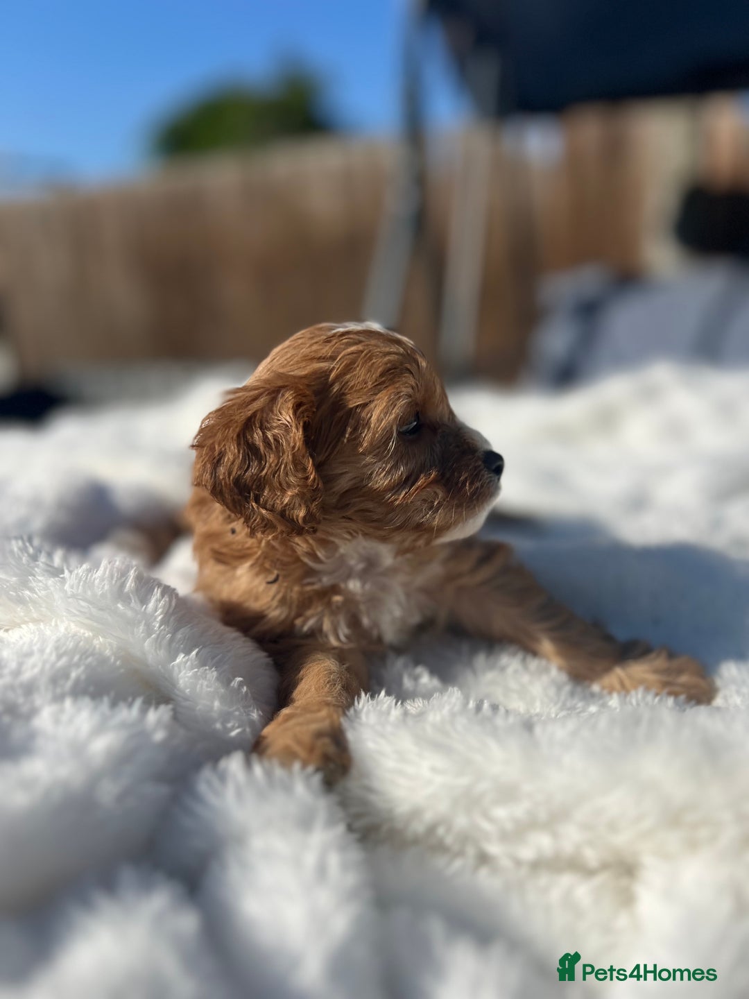 Cavapoo dogs for sale: ⭐️ Black & Tan Female Toy Cavapoo ⭐️ - Image 19