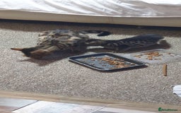 Bengal cats for sale: Bengal spotted,leopard kittens  - Image 6