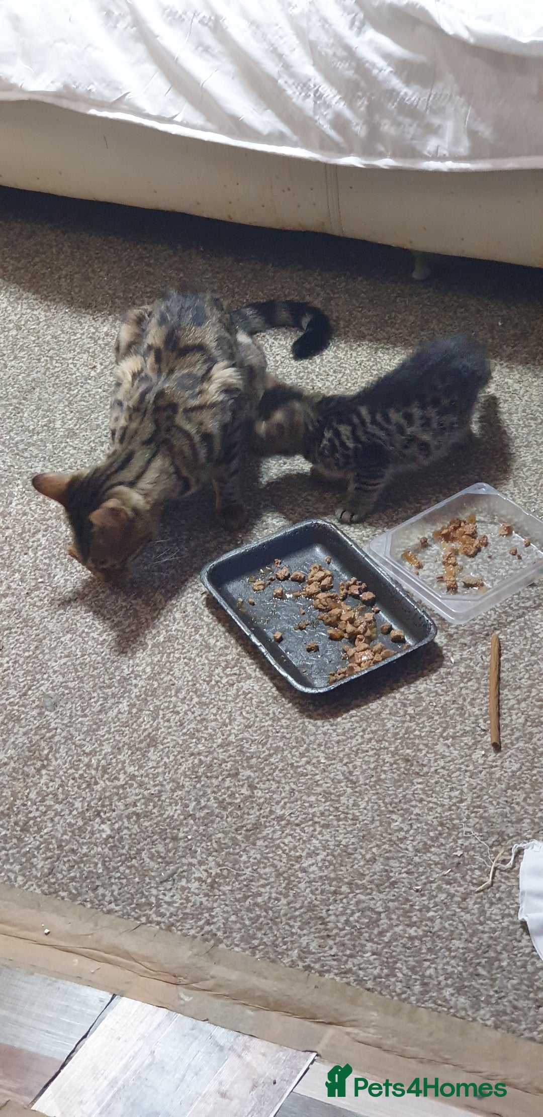 Bengal cats for sale: Bengal spotted,leopard kittens  - Image 6