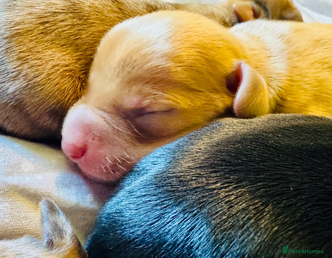 Mixed Breed dogs for sale: Beautiful Dachshunds for sale  - Image 2