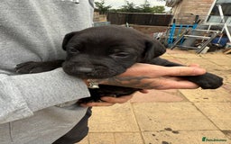 Mixed Breed dogs for sale: Outstanding quality litter of twelve pups - Image 4