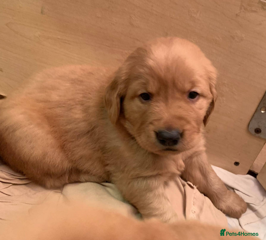 Golden Retriever dogs for sale: Golden Retriever Puppies - Image 4