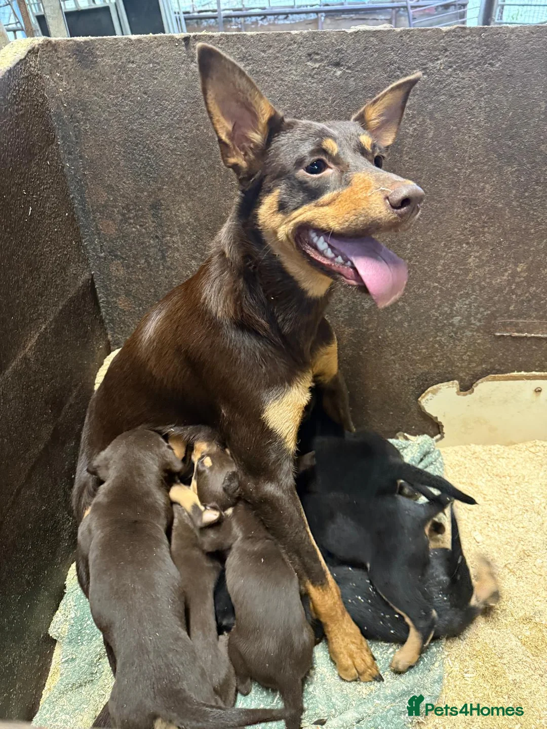 Australian Kelpie dogs for sale: Australian Kelpie Puppies - Advert 9