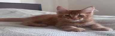 Maine Coon 1
