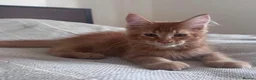 Maine Coon cats for sale: Purebred Maine Coon Kittens, TICA registered - Advert 10