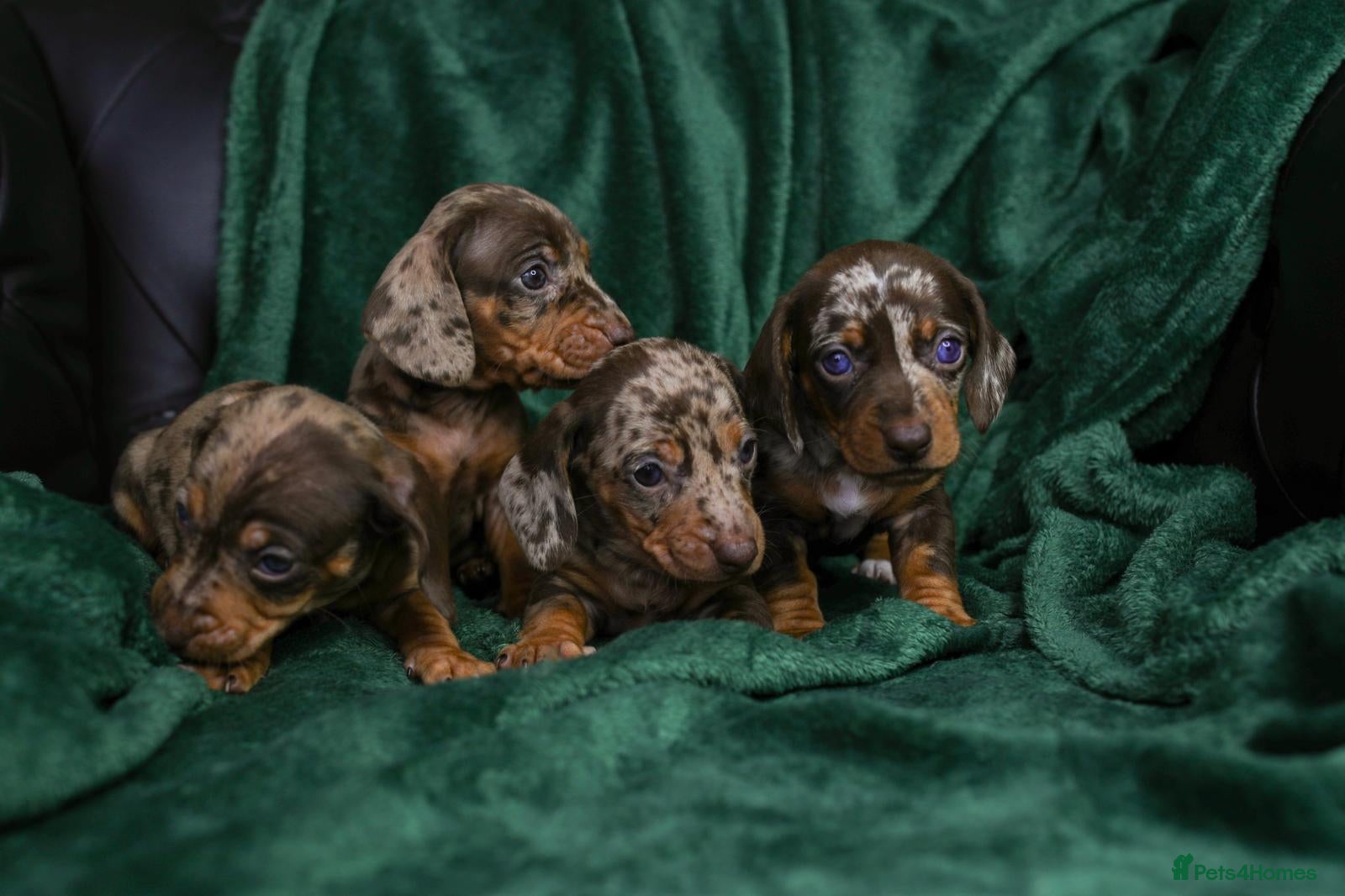 Dachshund dogs Beautiful Dapple Dachshund Puppies - Advert 1