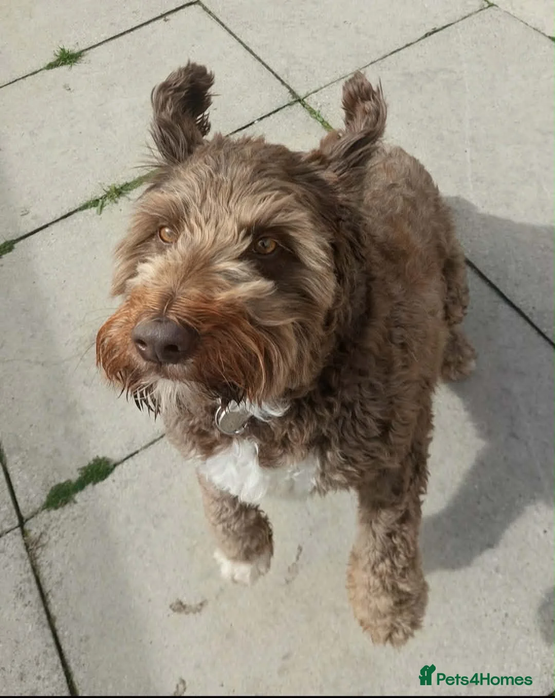 Bordoodle dogs for adoption: Friendly boy Chaz wants a new forever home - Advert 3