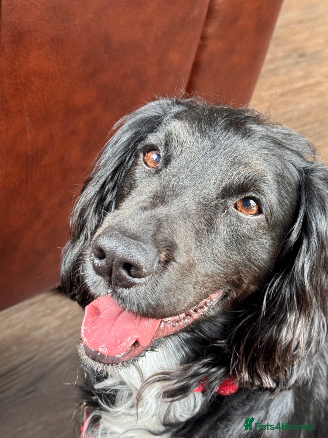 Cocker Spaniel dogs for stud: Kc  working cocker available for stud duties - Advert 2