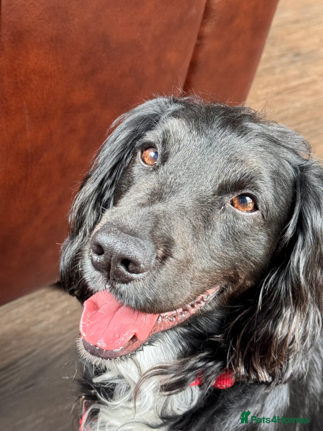 Cocker Spaniel dogs for stud: Kc  working cocker available for stud duties - Advert 2