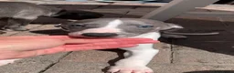 Whippet dogs for sale: Blue Kennel Club Registered Whippet pups - Advert 5