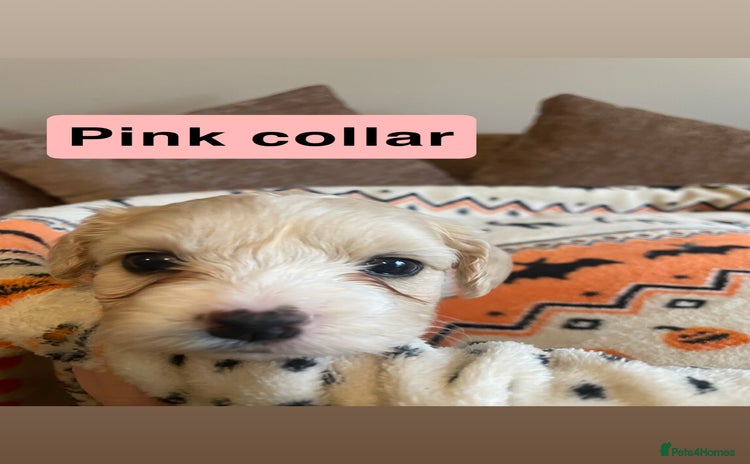 Mixed Breed dogs - Advert 1