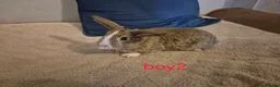 Mixed Breed rabbits for sale: 6 beautiful mini lop/lop rabbits 3 boys 3 girls  - Advert 7