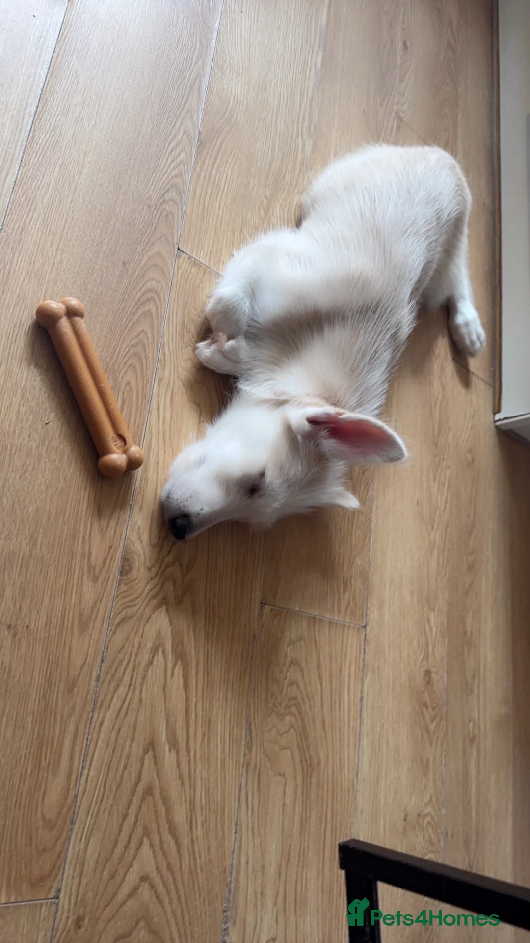 Mixed Breed dogs for sale: Mixed breed puppy - Advert 1