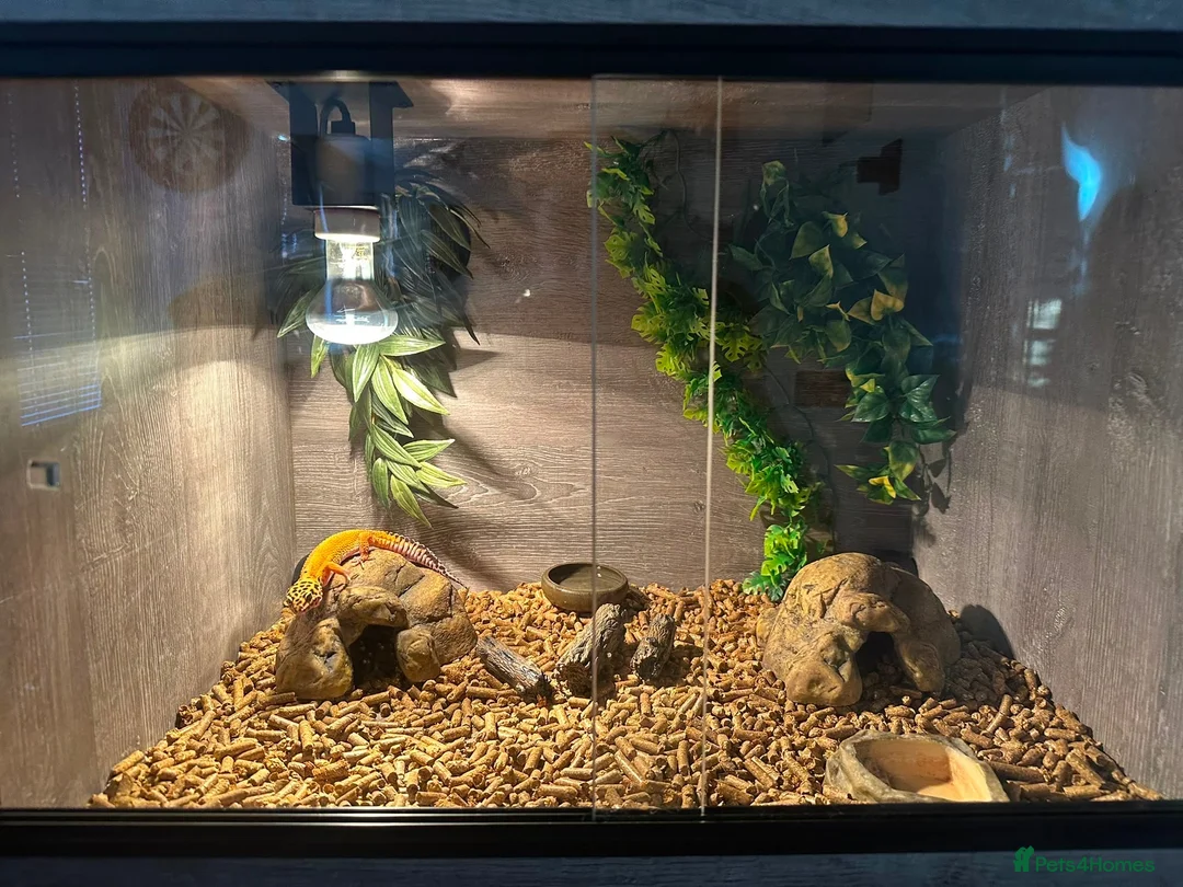 Leopard Gecko reptiles for sale: Leopard gecko and full tank set up  - Advert 2