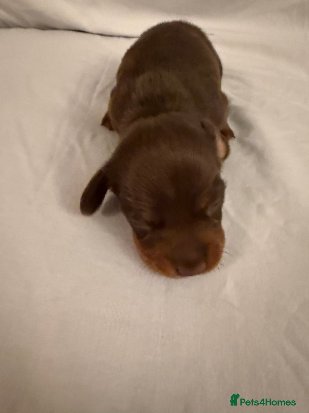 Dachshund dogs for sale: Miniature Dachshund puppies for sale - Advert 18