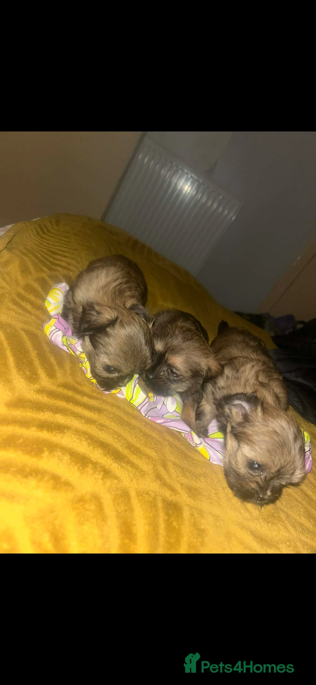 Mixed Breed dogs for sale: For sale  - Advert 7