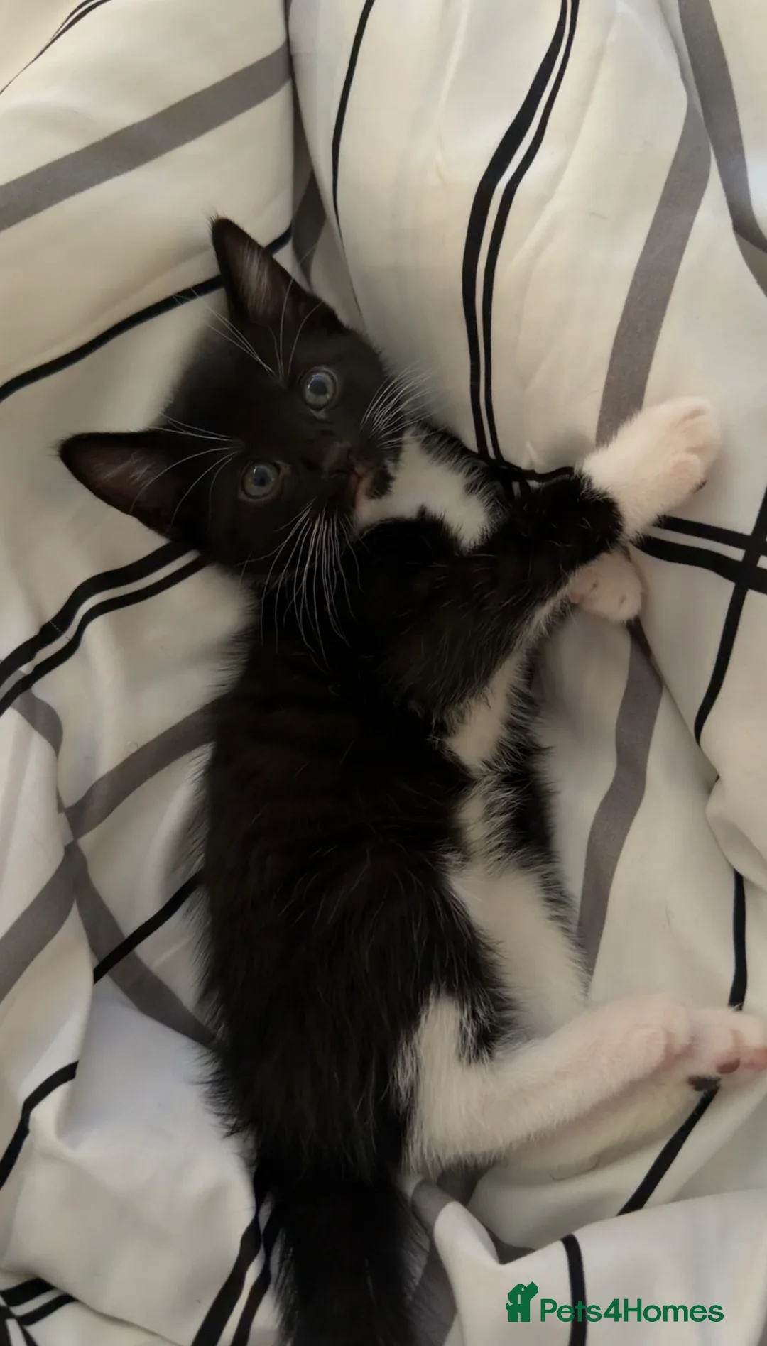 Domestic Shorthair cats for sale: Mixed litter of kittens - Advert 11