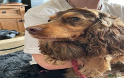 Cocker Spaniel dogs for sale: Beautiful KC Show Cocker girl DNA tested  - Image 1