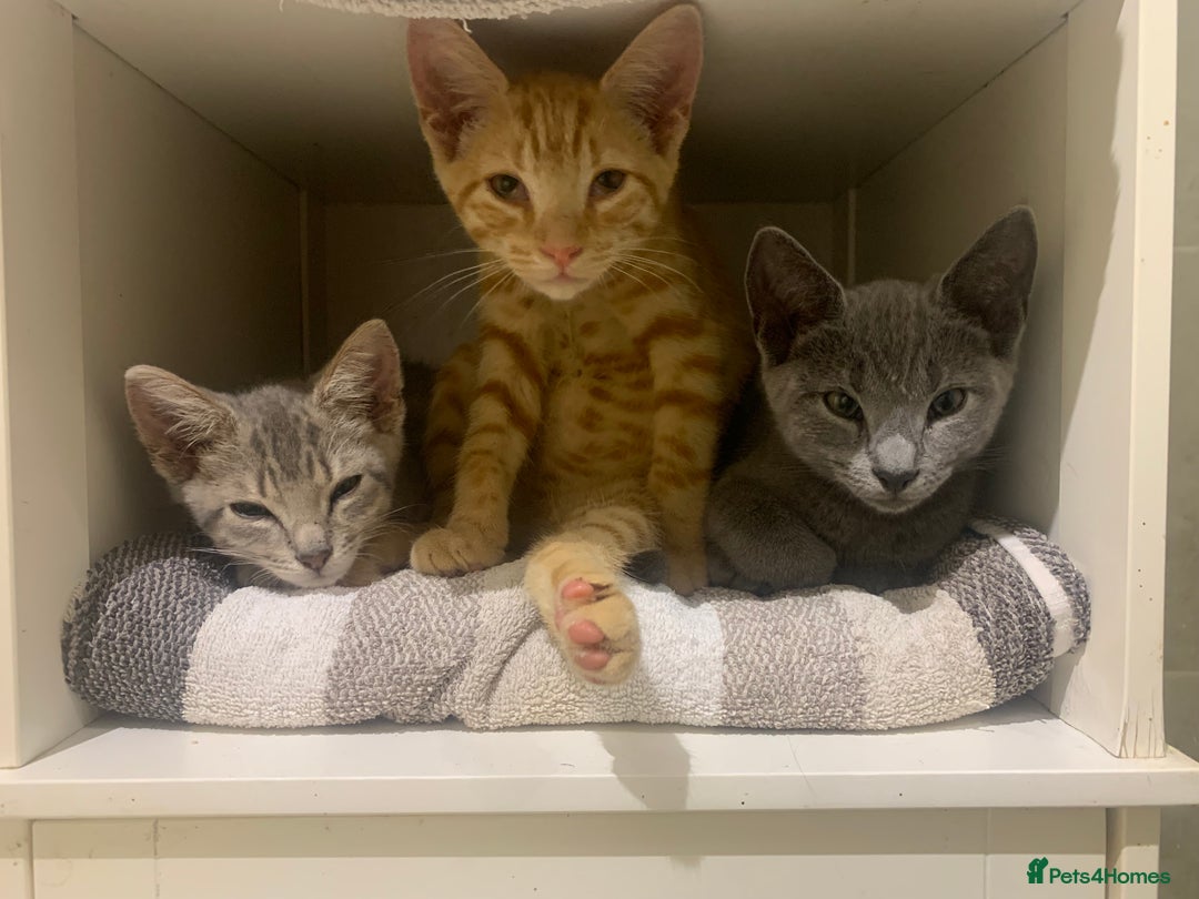 British Shorthair cats for sale: Domestic shorthaired kittens - Image 1
