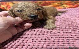 Cockapoo dogs for sale: Cute Cockapoo puppies (licensed breeder)  - Image 11