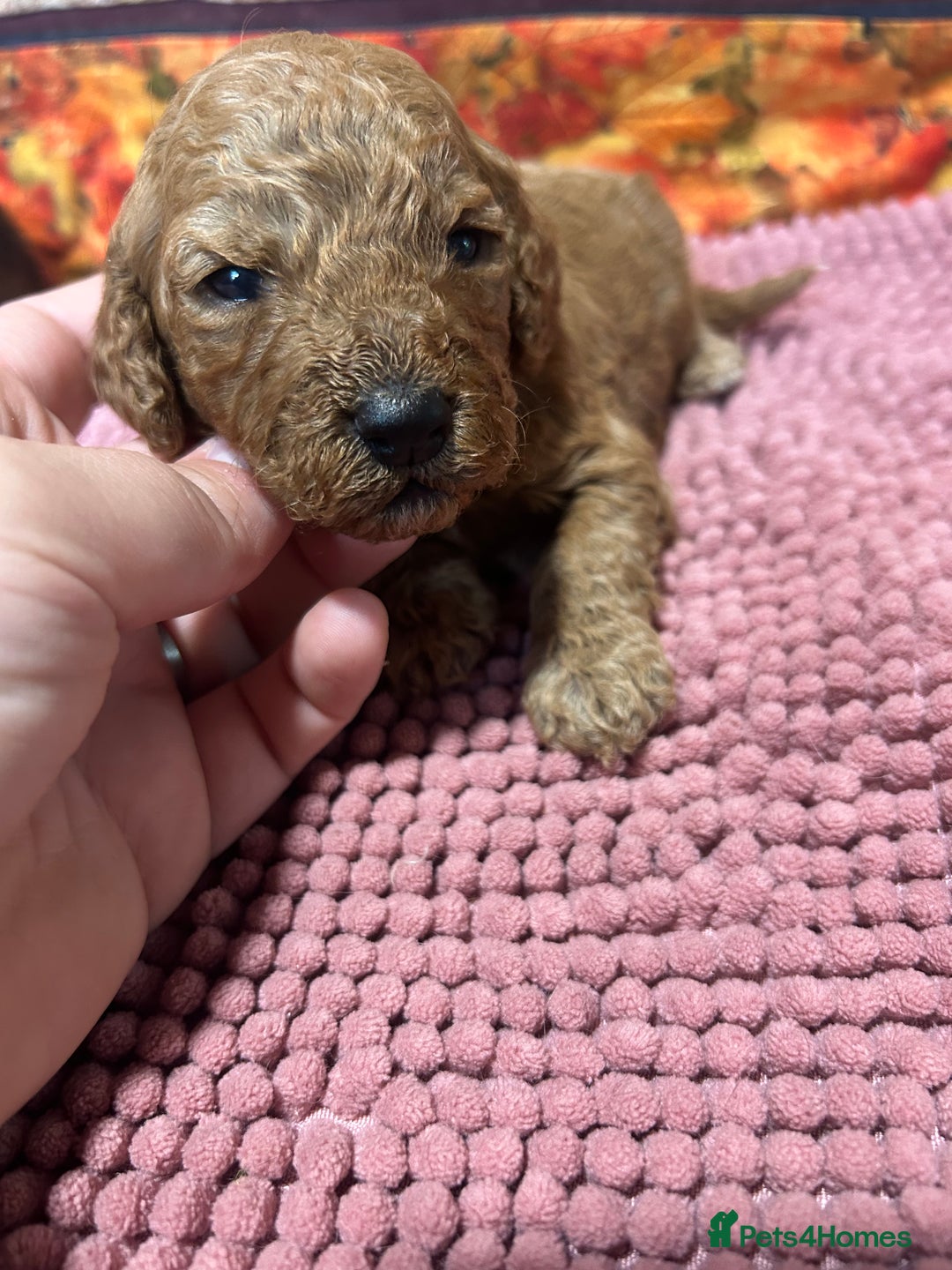 Cockapoo dogs for sale: Cute Cockapoo puppies (licensed breeder)  - Image 11