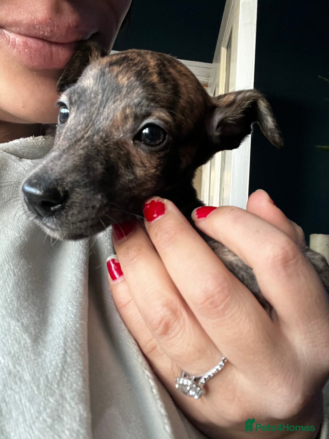 Whippet dogs for sale: Stunning KC Male - Advert 2