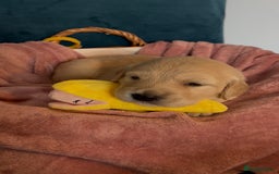 Golden Retriever dogs for sale: Gorgeous Golden Retriever Puppies - Image 10