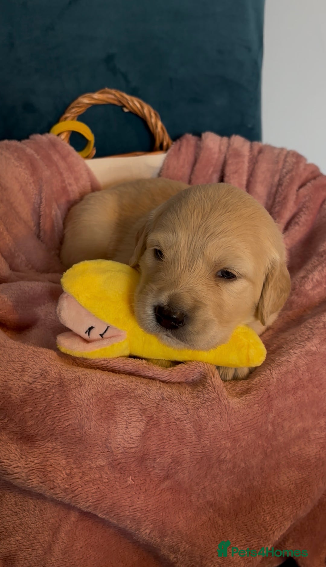 Golden Retriever dogs for sale: Gorgeous Golden Retriever Puppies - Image 10