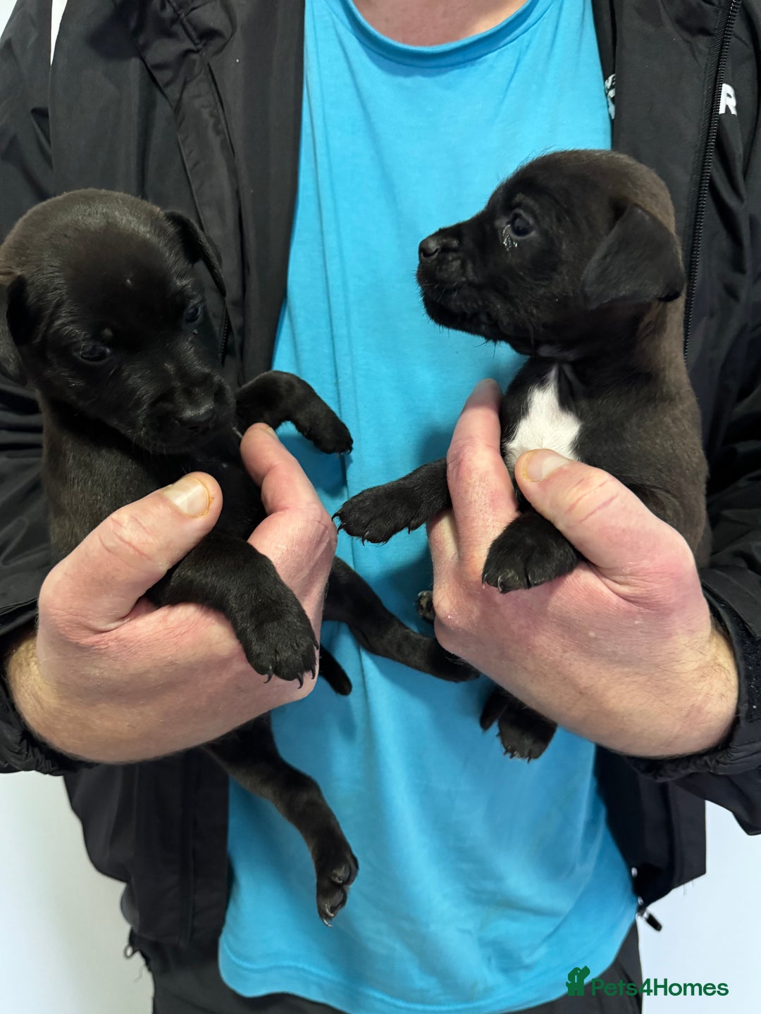 Patterdale Terrier dogs for sale: Patterdale Puppies 2 - Advert 3