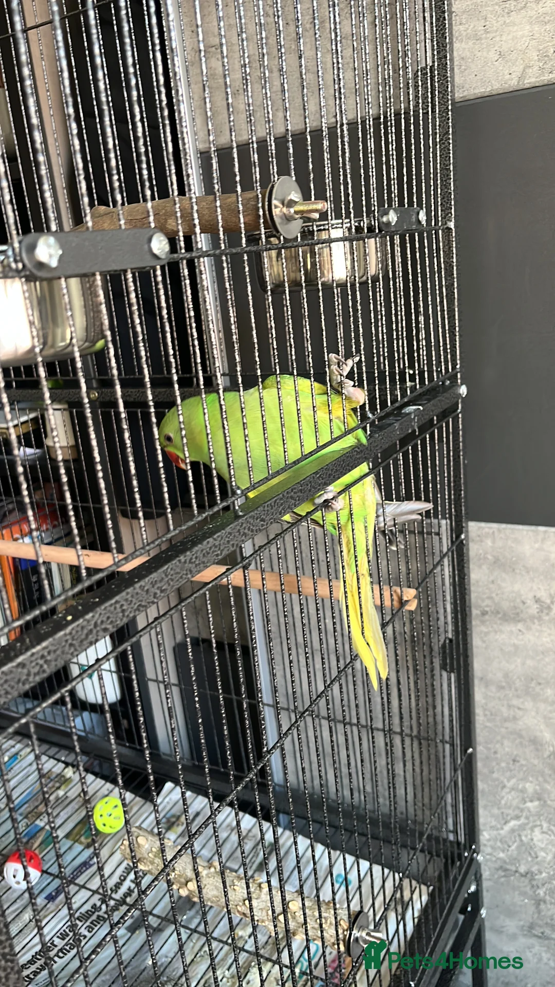 Ringnecks birds for sale: Indian ring neck  - Advert 4