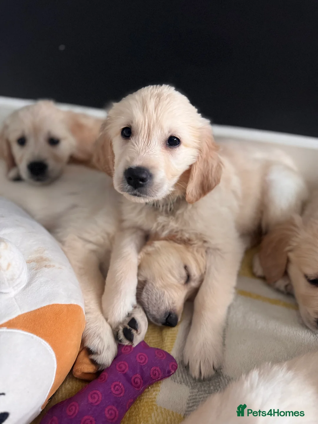 Golden Retriever dogs for sale: KC Champion Line Golden Retriever puppies💗💙 - Advert 29