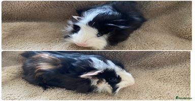 Guinea Pig rodents Male guinea pigs  - Advert 3