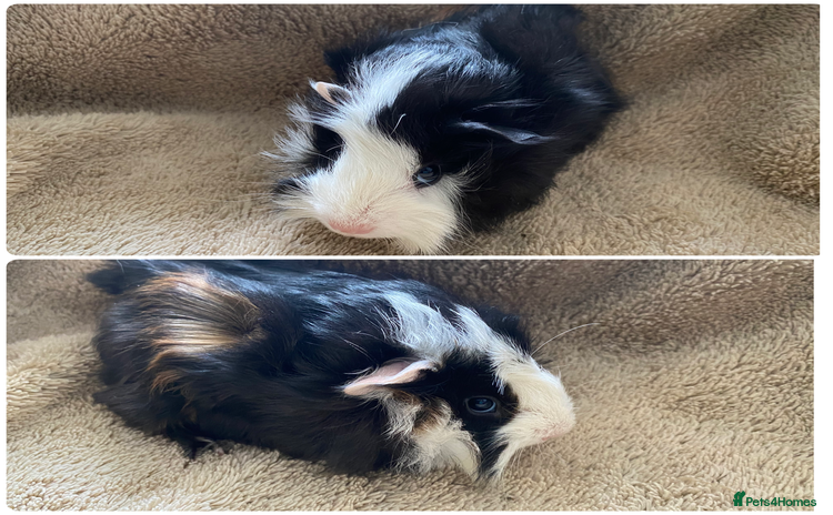 Guinea Pig rodents Male guinea pigs  - Advert 15