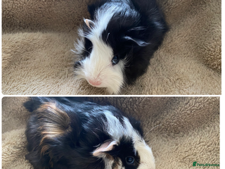 Guinea Pig rodents Male guinea pigs - Advert 13