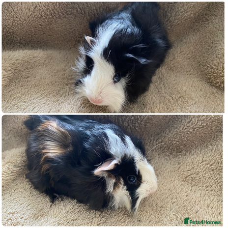 Guinea Pig rodents Male guinea pigs - Advert 15