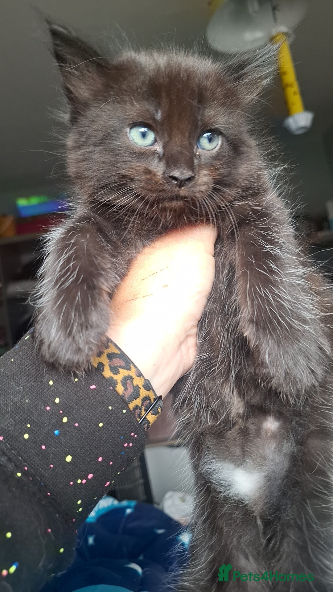 Ragdoll cats for sale: Ragdoll x Norwegian Forest x DHC - Image 7