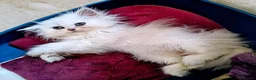 Persian cats for sale: 🍒Loving White Tipped babies - Advert 15
