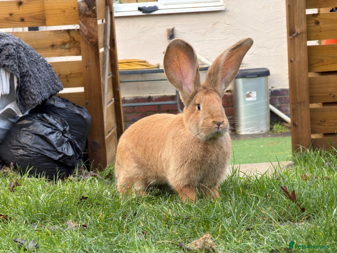 Continental Giant rabbits for sale: 8 month old continental giant  - Advert 1