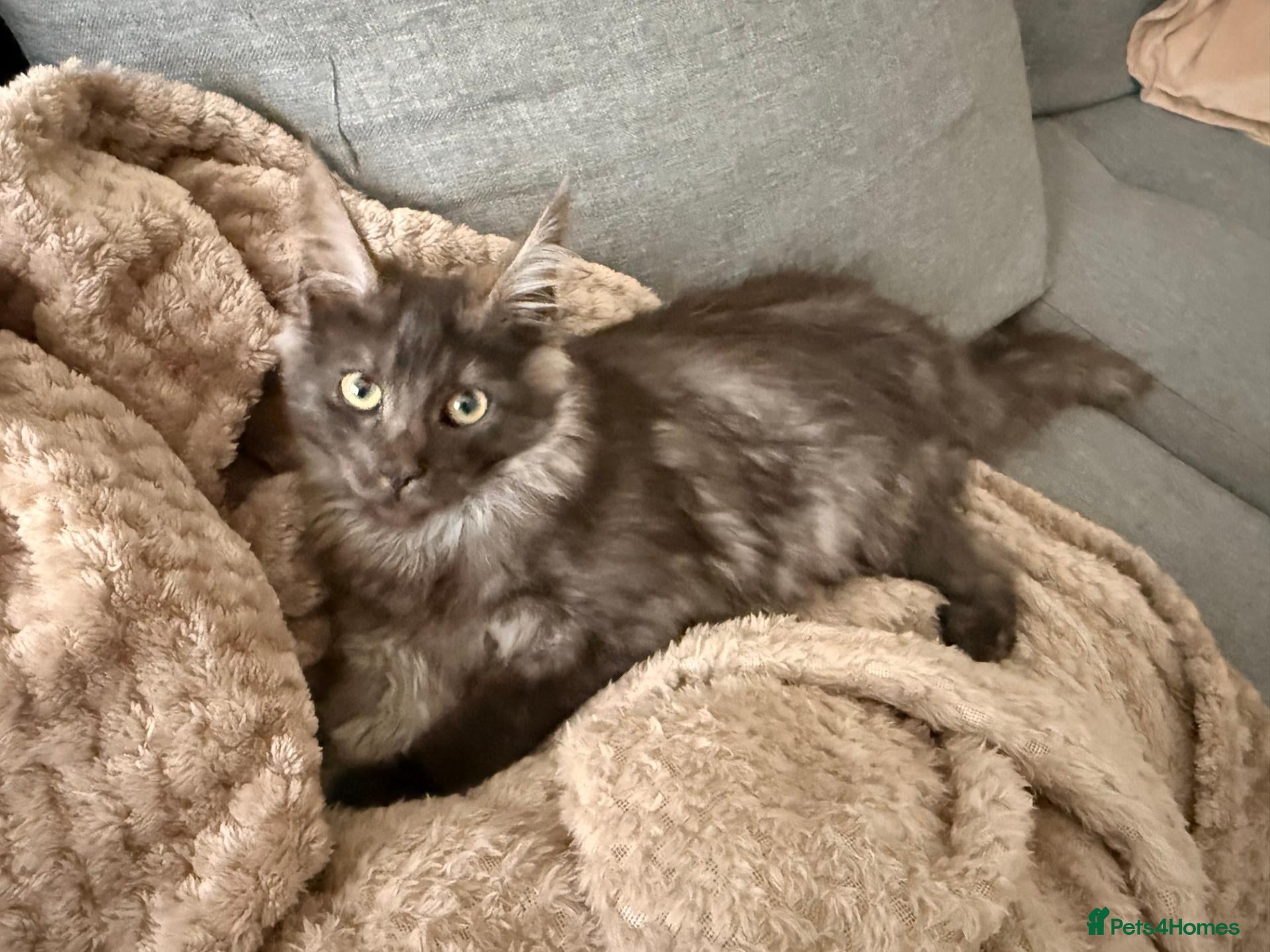 Maine Coon cats for sale: Beautiful Lady MaineCoon for sale!  - Advert 1