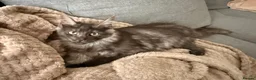 Maine Coon cats for sale: Beautiful Lady MaineCoon for sale!  - Advert 1