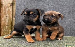 Jack Russell dogs for sale: 🔥Jack Russell Pups Available🔥 - Image 5
