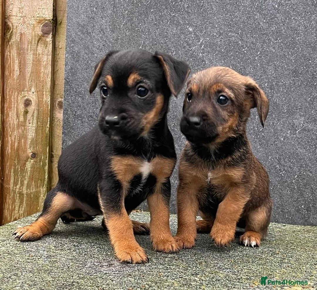 Jack Russell dogs for sale: 🔥Jack Russell Pups Available🔥 - Image 5