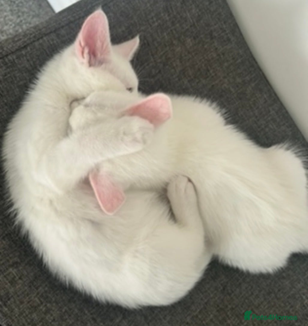 Mixed Breed cats Very sweet identical kittens to stay together - Advert 1