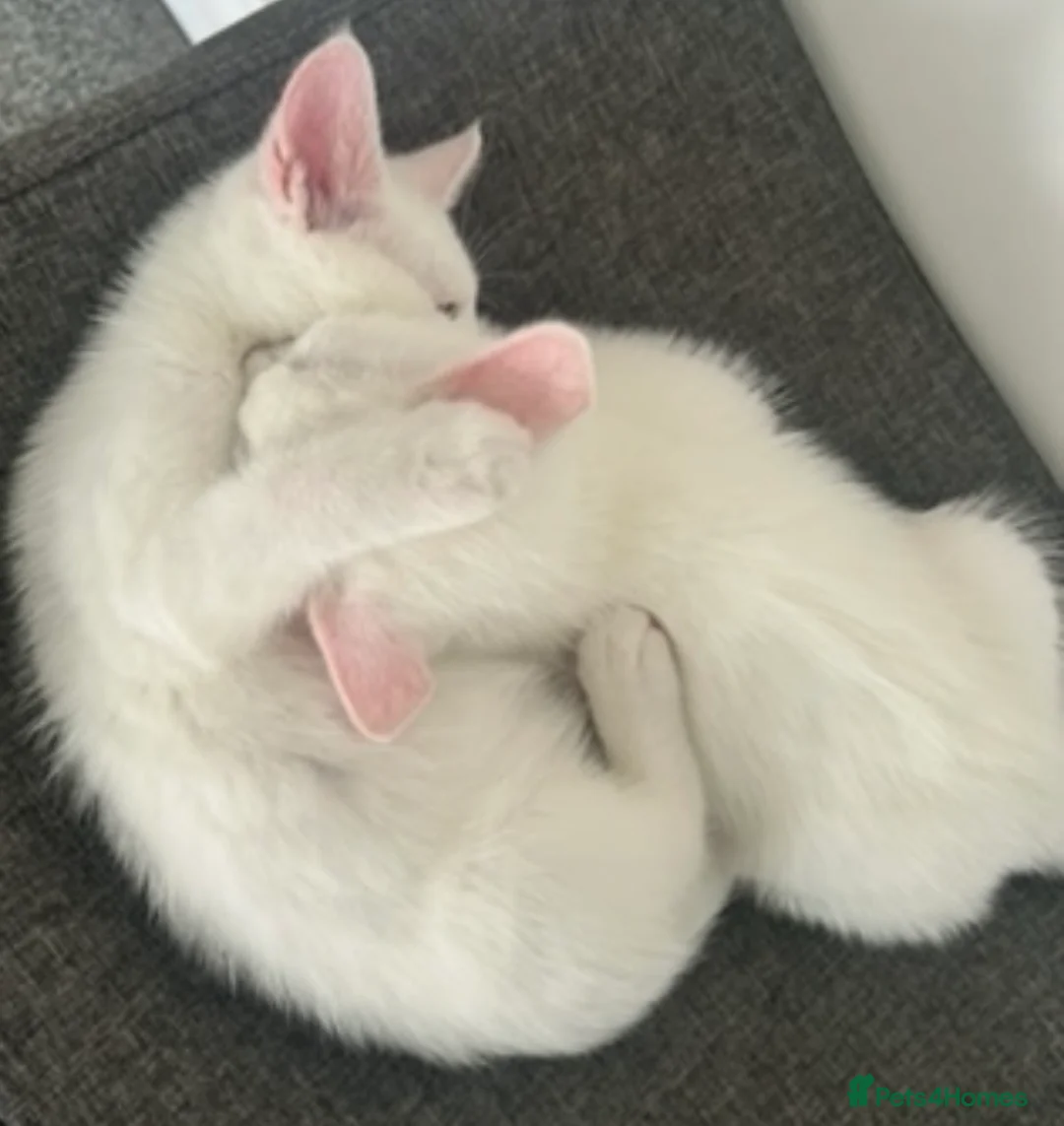 Mixed Breed cats for sale:  Very sweet 12 week old kittens to stay together - Advert 1