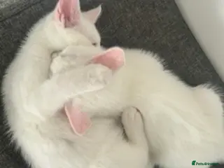Mixed Breed cats Very sweet 12 week old kittens to stay together - Advert 3