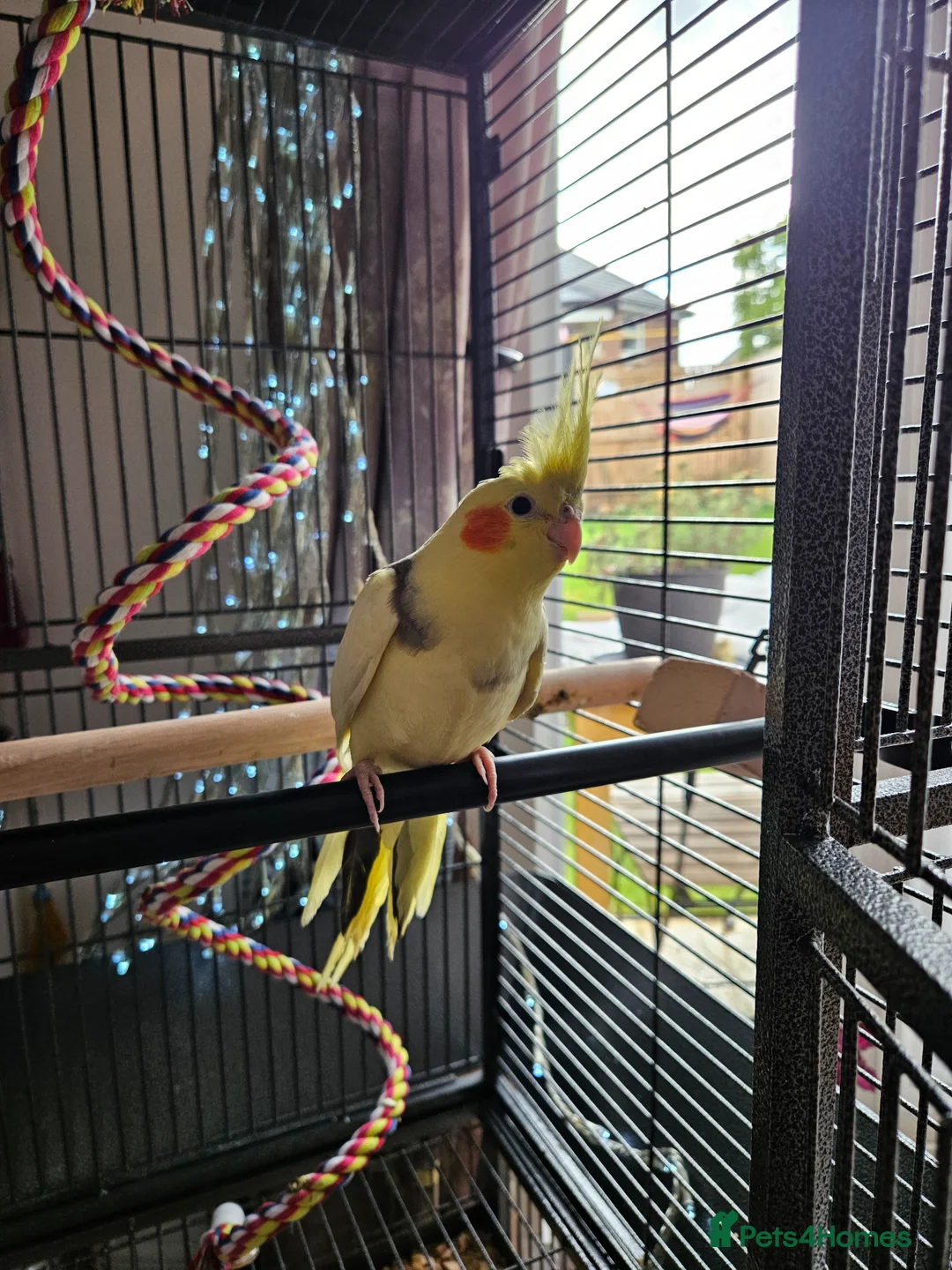 Cockatiels birds for sale: Friendly Hand-reared Cockatiel in Leeds - Advert 1
