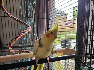 Cockatiels birds Friendly Hand-reared Cockatiel - Advert 5